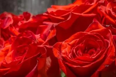 21朵玫瑰的花语，不同颜色的玫瑰花语不同