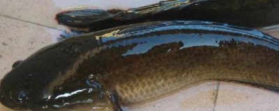 黑鱼会不会咬人,通常情况下不会咬人