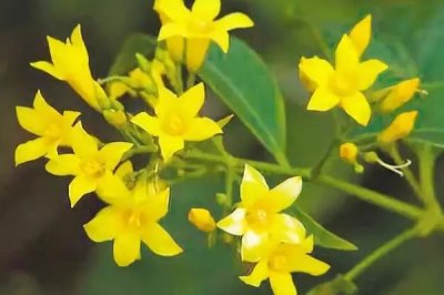 见血封喉的毒性有多强,是世界上最毒的树