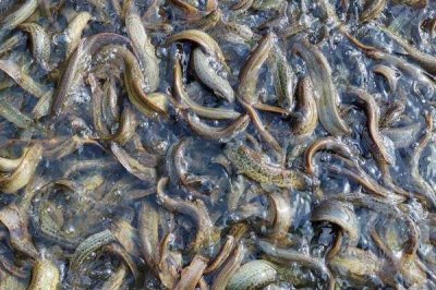 优质泥鳅品种,真泥鳅最为常见