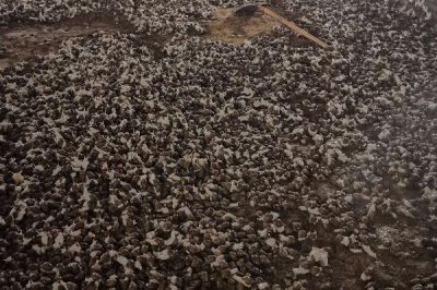 白玉蜗牛养殖技术,冬天必须加以适当的保温