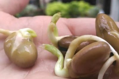 蚕豆种子的发芽过程,最先长出来的是胚根