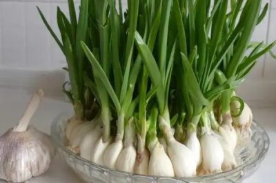 大蒜如何盆栽,应将尖端朝上埋入土中