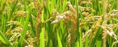 浙大锌稻水稻品种的特性,每亩有效穗21.2万