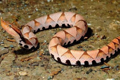 五步蛇毒性有多大,毒性大于眼镜蛇