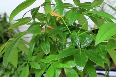 冬天怎么养发财树,需要将其移到温暖的室内养护