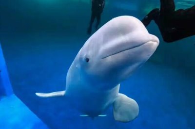 白鲸吃鱼需要咀嚼吗，无需咀嚼一般是直接吞下