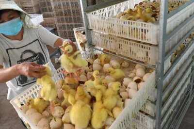 机器孵化鹅苗需要多少天,一般需要经过一个月左右