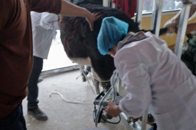 德州驴怎么育肥,一般育肥3-5个月