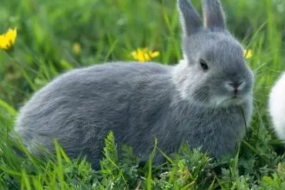 如何诊断和治疗兔子脑囊炎，通常通过血清学检查来诊断