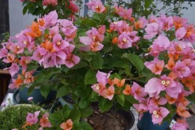 怎么扦插三角梅，剪取健康的枝条插入土壤中