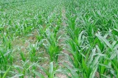 豪萩玉7号（试验名称：豪萩玉7号）玉米种子介绍，全生育期122.46天