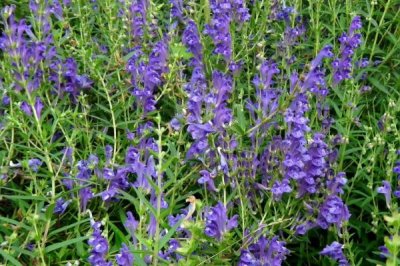 黄芩种子的价格,品种、质量不同导致价格差异较大