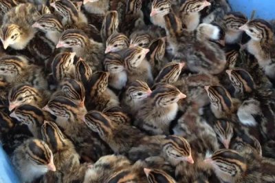 农村养珍珠鸡能否赚钱,具有一定养殖前景但市场价格因地而异