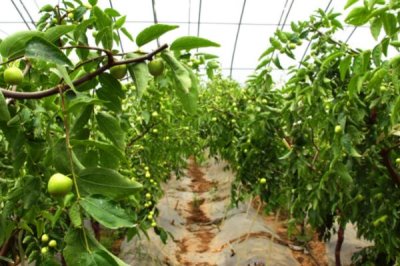 冬枣的种植环境要求，需具备充足的光照、土壤需足够肥沃