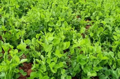 豌豆的种植方法，选择轮作4-5年的地块为佳