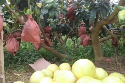 红肉蜜柚的施肥方法,可土壤施肥或根外追肥