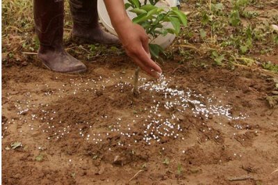 生物钾肥有什么作用,有强大的活化能力