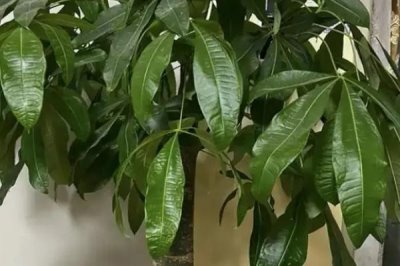 栽植发财树要注意什么,移栽前要剪除被压断的须根