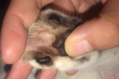 为什么猫咪会有脚臭,可能是脚毛太长容易吸收汗液所致