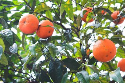 怎么养桔子树，一般将它露养在阳台等位置