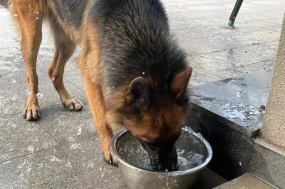 德国牧羊犬吃什么，可以喂干狗粮、灌装食品等