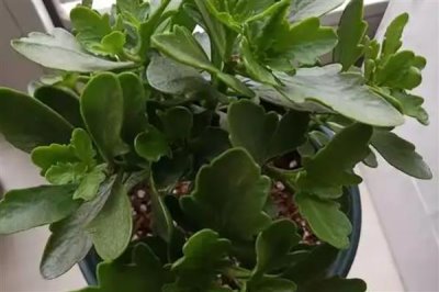 长寿花叶子发黄发软如何解决，温度过低时要转移到温暖处养护