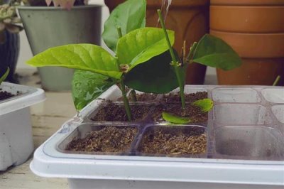 如何扦插茉莉花可提高成活率，使用疏松肥沃的土壤有助于植株生根