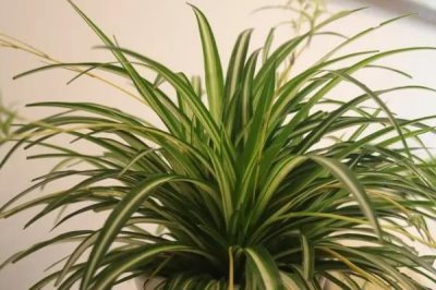 吊兰如何快速繁殖，一般采用扦插繁殖