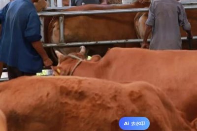 母牛下完犊多久能打口蹄疫苗,至少要3周以后才能打口蹄疫苗