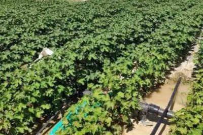 缩节胺的作用是什么,对植物营养生长有延缓作用