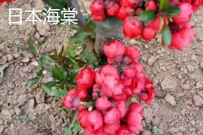 哪里可以购买海棠树,可在山东、江西等省份的苗木市场购买