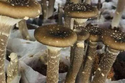 猪肚菇是什么菌类，是一种较常见的野生食用菌