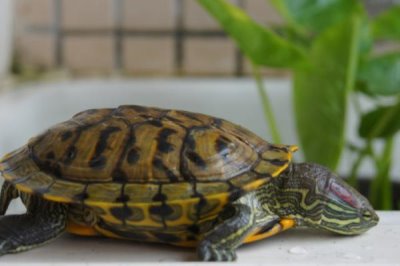 巴西龟的养殖技术，首先要选择优质的龟种