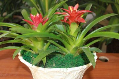 鸿运当头无根能不能活，没有根也是可以存活的