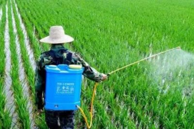 氨基寡糖素的防治对象,可防治小麦花叶病、棉花黄萎病等病害