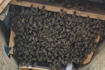 没起王台能人工分蜂吗,没有王台完全可以人工分蜂