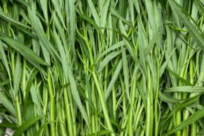 6月份适合种植什么农作物，适合种甘蓝、空心菜和辣椒等