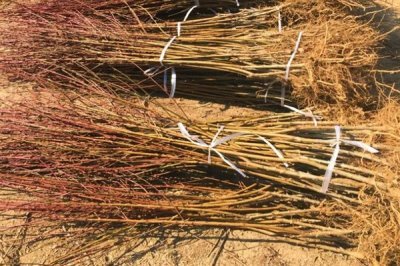 血桃的成熟时间，一般在5-6月份成熟上市