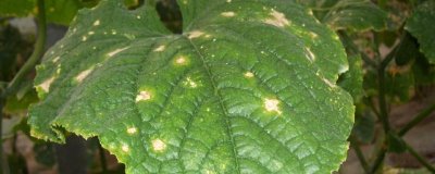 黄瓜靶斑病的防治方法,发病前需注意科学浇水