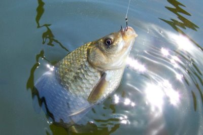 7号伊豆钩适合钓多大的鱼,最大拉力值可达到5千克