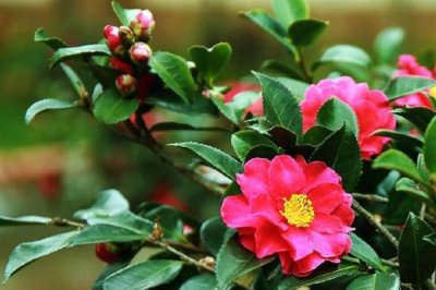 山茶花叶子发黄的原因及处理方式,可能是浇水过多或土质的影响等