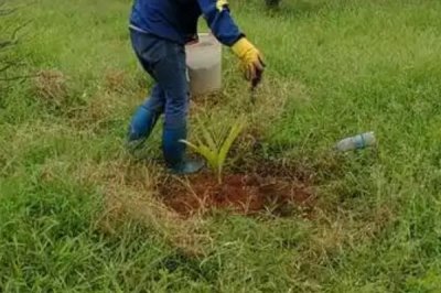菌肥的简介，是带有活菌体的辅助性肥料