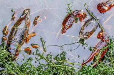 怎么养殖小龙虾,清塘消毒、培育浮游生物后再放入虾苗