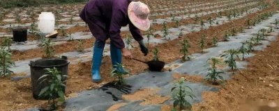 辣椒的施肥方式,不同生长阶段所需肥不同