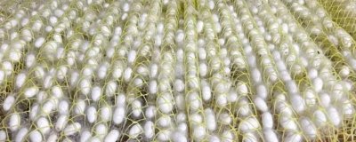 结茧后的蚕如何处理,可放入纸盒中让它们自然蜕变