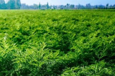 川芎的种植效益，主要取决于实际产量