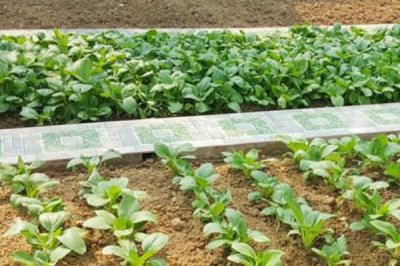 蔬菜卖不出去的情况下怎么办,可联系批发商或对接商超