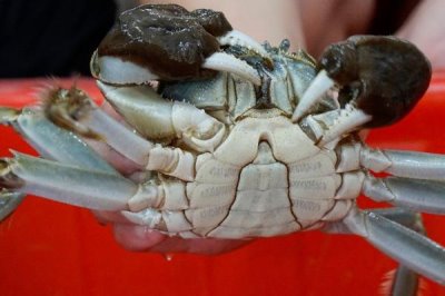 公河蟹有没有蟹黄,没有蟹黄但具有蟹膏