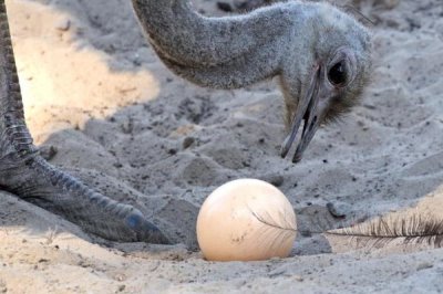 鸵鸟蛋的孵化时长,通常是40-42天
